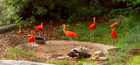 Зоопарк в Хельсинки открывает летний сезон